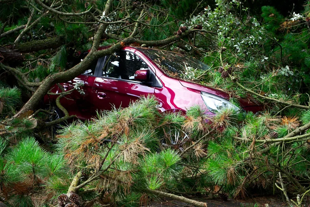 A red car is heavily covered and surrounded by fallen tree branches and leaves, conveying a scene of a recent storm or natural accident.